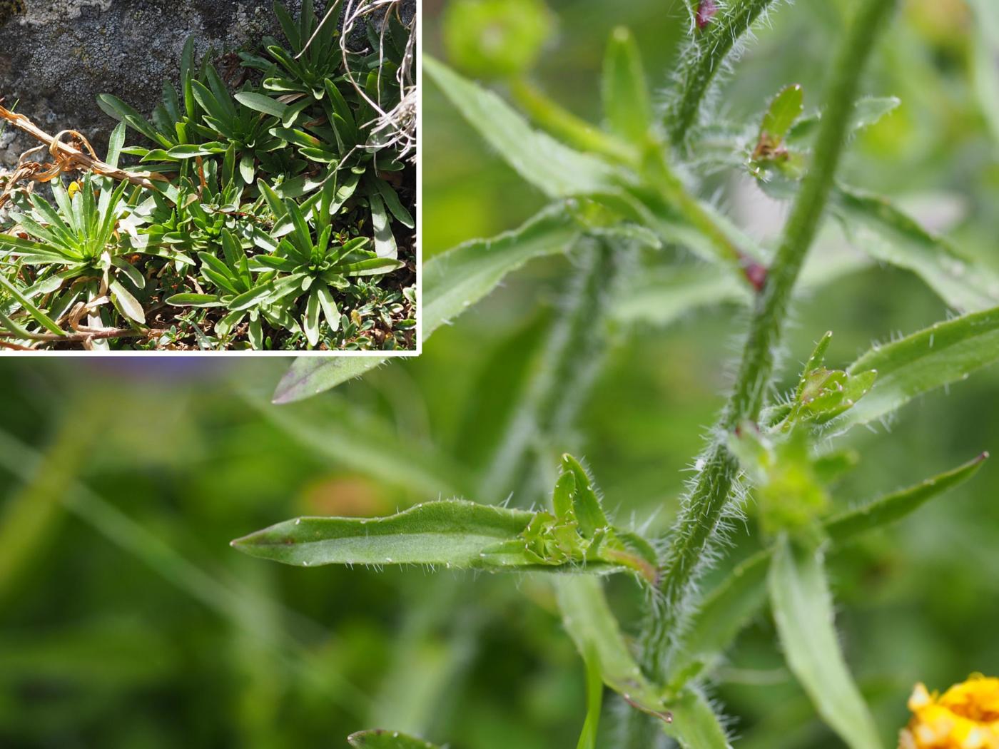 Sheepsbit, Perennial leaf